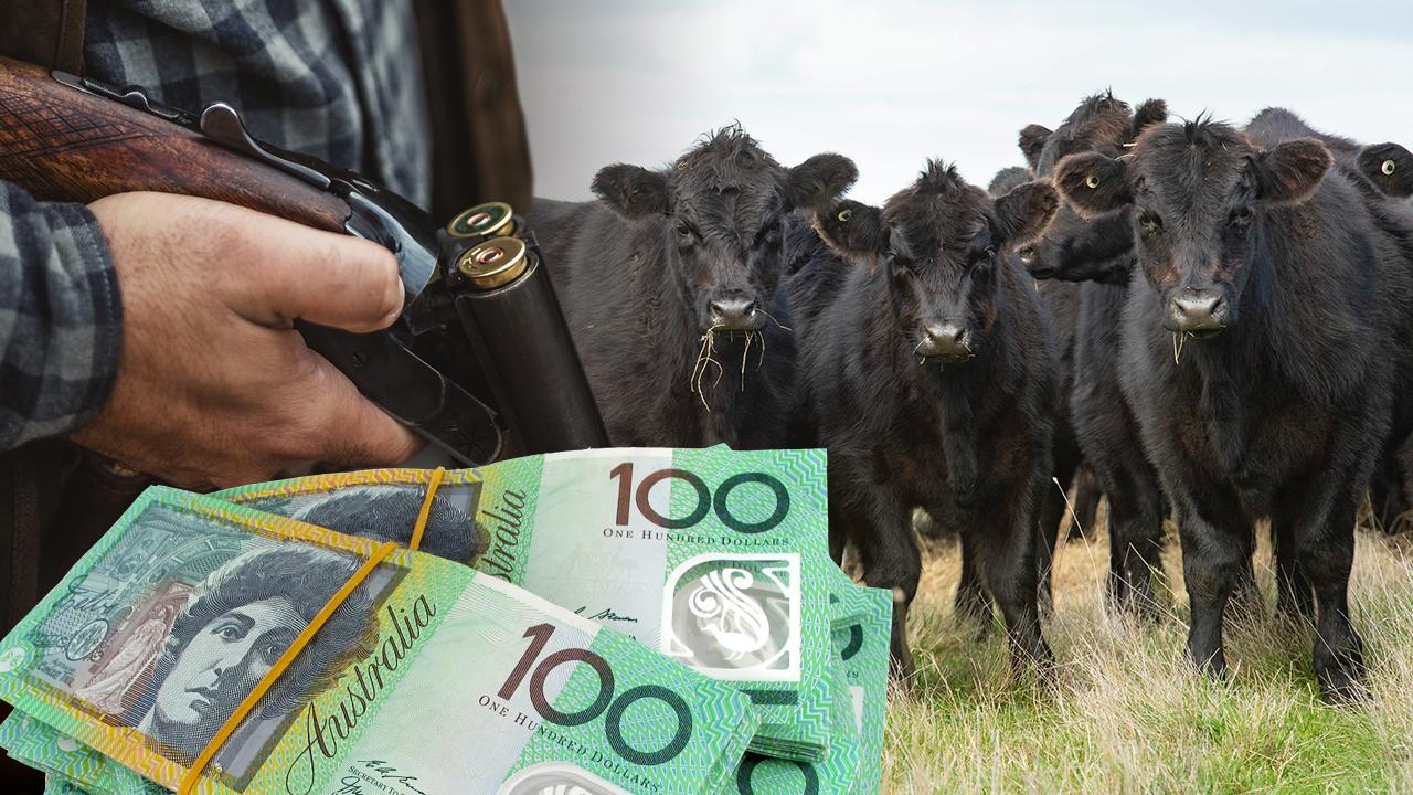 Livestock Theft In Australia One Of Most Profitable Crimes Herald Sun 6437