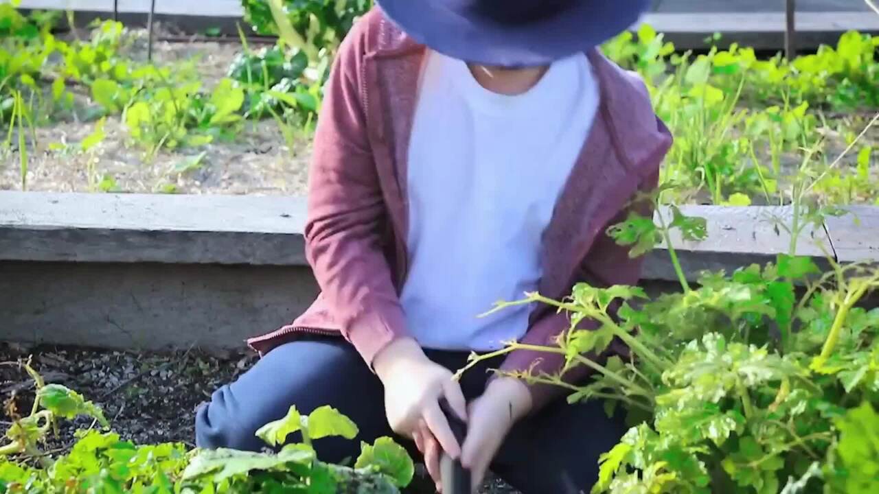 Harold shows Aussie kids how to lunch box swap