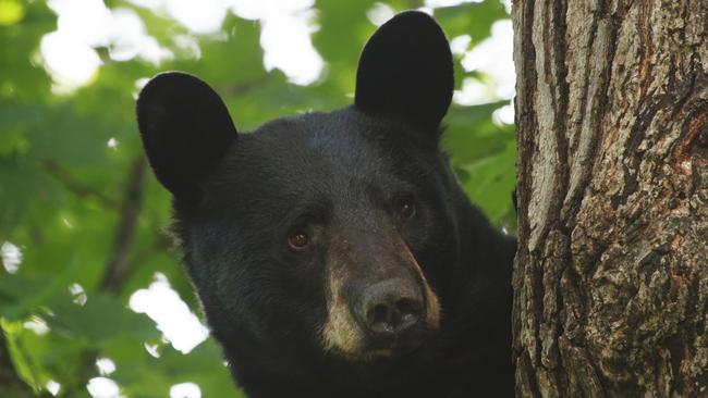 Black bear crashes into young boy’s bedroom in Anchorage, Alaska | news ...