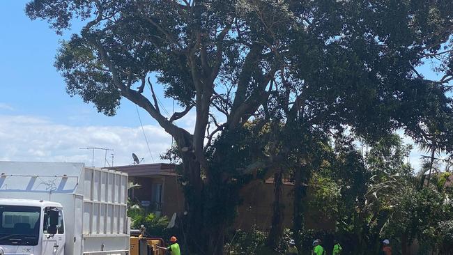 The 120-year-old fig tree at Woody Point is being cut down to make way for a 45m tall unit tower. PHOTO: LAUREN ROGERS