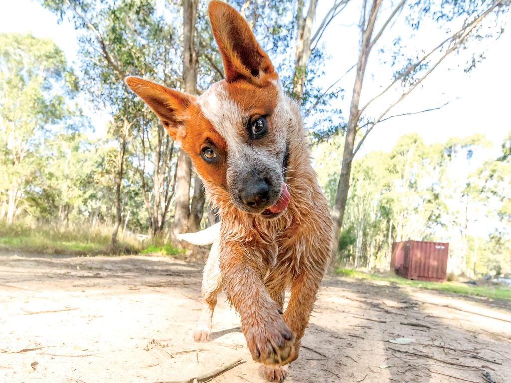 Australian Working Dog Rescue calendar Daily Telegraph