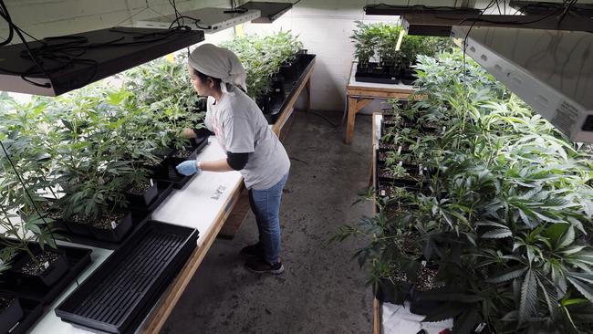 A grower at Loving Kindness Farms attends to a crop of young marijuana plants in Gardena, Calif. Picture: AP 