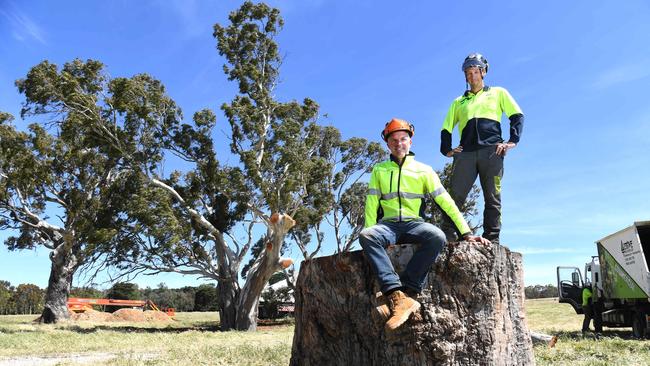 Mount Barker Council’s urban forest officer Chris Lawry, with contractor and arborist Brad Trelor, on the stump of one of the relocated river red gums. Picture: Tricia Watkinson