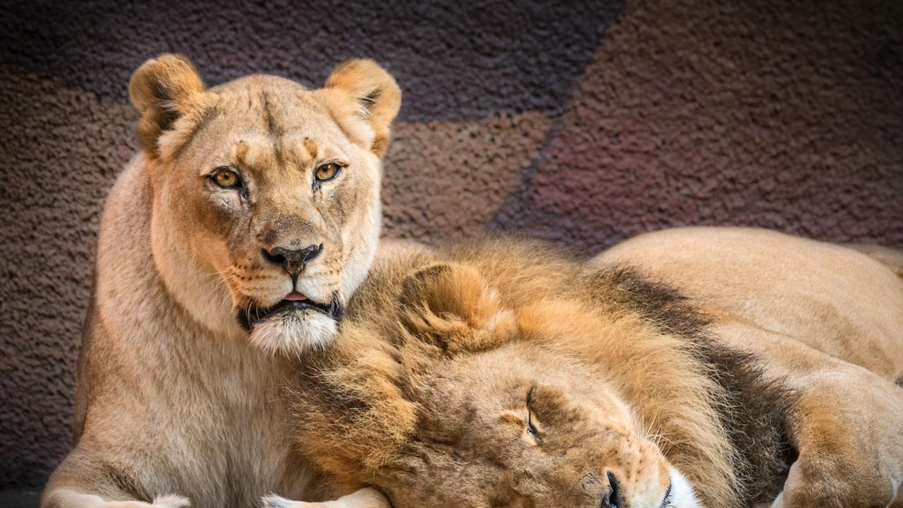 An iconic love story between two lions has come to a bittersweet end with the pair dying at the same time. Picture: LA Zoo