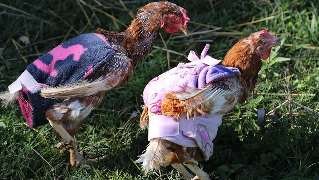 Pecky Becky (left) and Dory are enjoying their new life all rugged up. Picture Glenn Hampson.