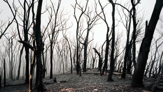 Drought, fierce winds and 47°C temperatures led to the 2009 Black Saturday bushfires, which killed over 170 people and millions of animals and plants. Picture: Michael Hall