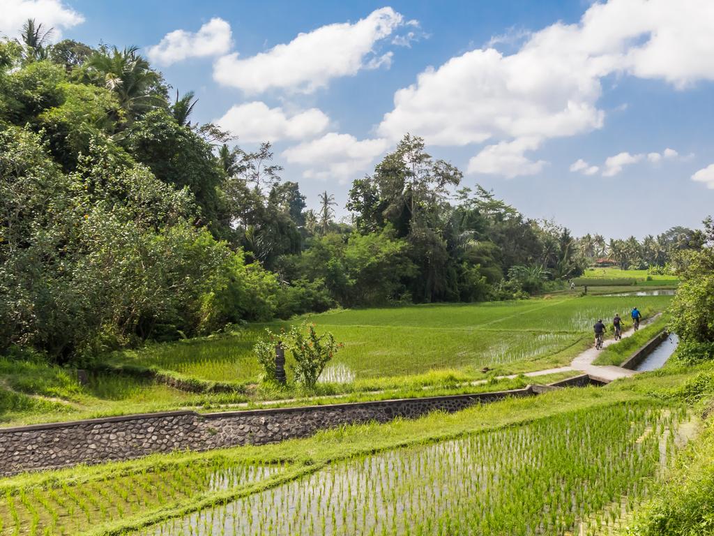 <h2><strong>Jump on board for a rural cycling tour</strong></h2><p>Cruise through rice paddies and small Balinese villages on an authentic cycling tour. The full-day adventures are all downhill and family-friendly, and start with breakfast overlooking Mt Batur volcano in Kintamani. The tour includes lunch as well as visits to a Balinese home, coffee plantation and temple.</p><p class="button-common"><a title="https://travel.escape.com.au/activities/morning-best-bali-cycling-tour-1883924" href="https://travel.escape.com.au/activities/morning-best-bali-cycling-tour-1883924" target="_blank" data-cta="https://travel.escape.com.au/activities/morning-best-bali-cycling-tour-1883924" data-editable="true">Book here</a></p>