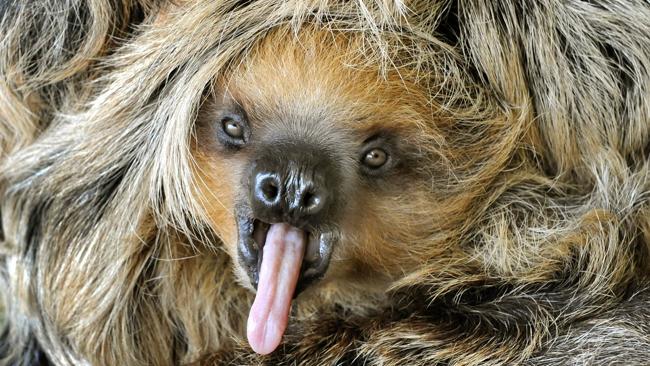 Eight months old baby sloth Camillo. Picture: AFP