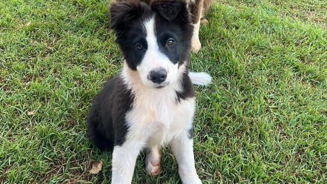 Bandit, the black and white superstar, took 3 per cent of the vote.