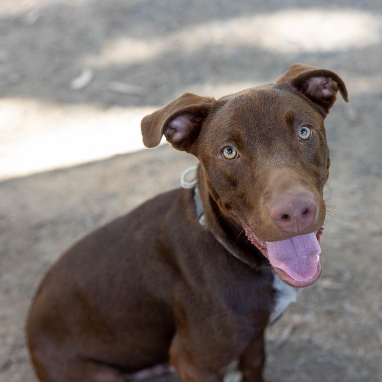 AWLQ's dozen roses of Valentine's Day: Cherub the dog