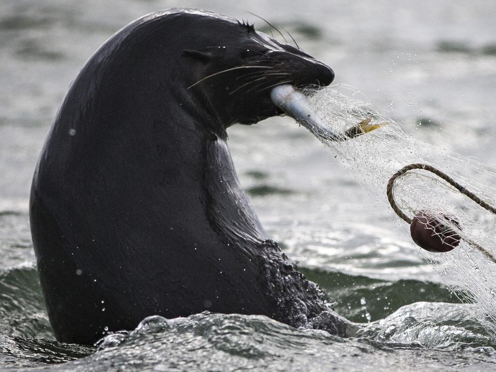 Nets and catch under attack.