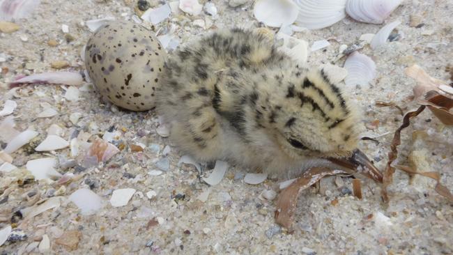 A fairy tern chick and egg on Bird Island, off Outer Harbor.