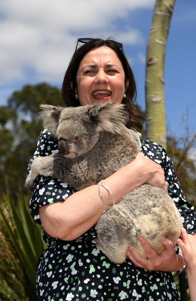 Queensland Premier Annastacia Palaszczuk holds a koala during a visit to Australia Zoo on the Sunshine Coast. Picture: NCA NewsWire / Dan Peled