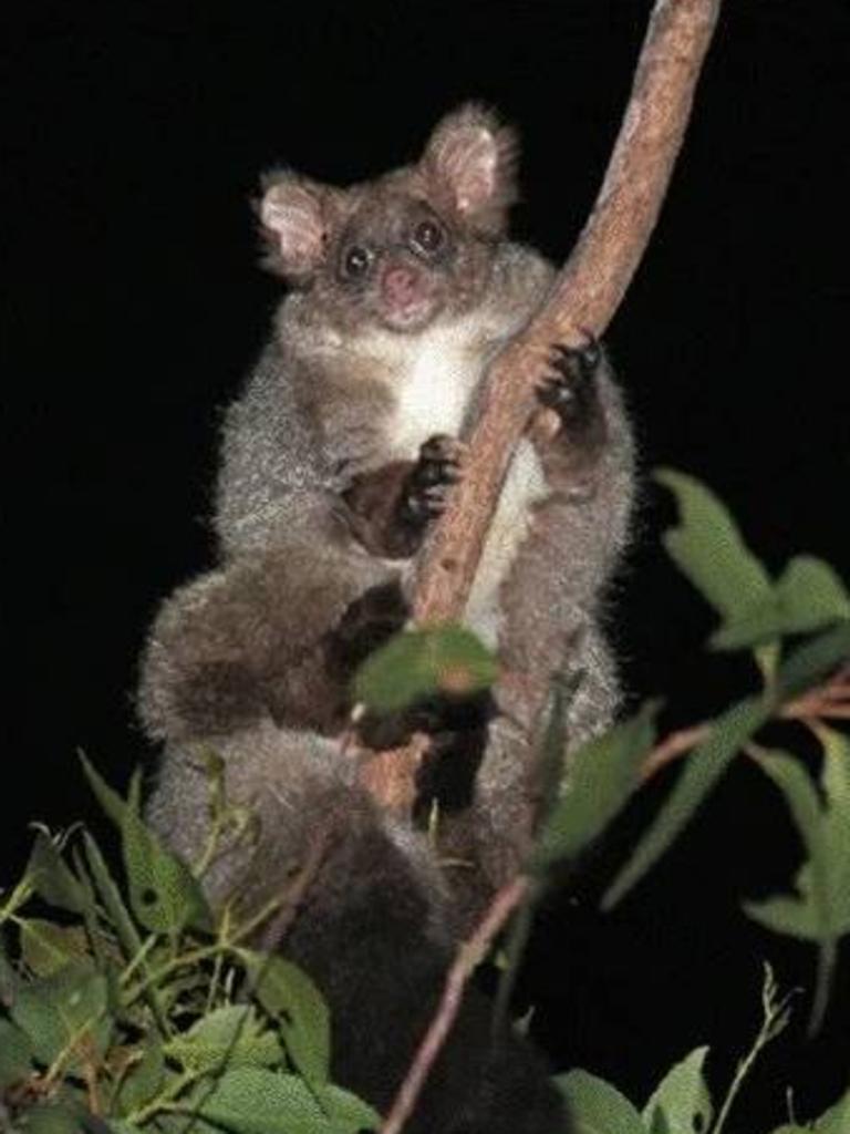 They thought there was just one species of the marsupial...