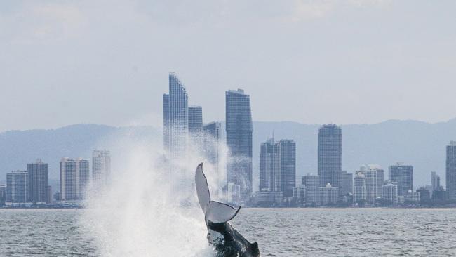 Stunning shots off the Gold Coast in a bumper 2019 whale watching season. Picture: Sea World Cruises