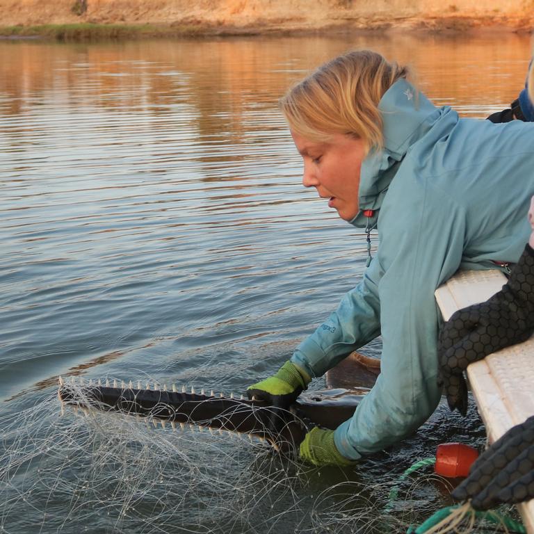 Barbara Wueringer of SARA with a Freshwater sawfish, Kowanyama, Far North Qld. Photo: Sarah O'Hea Miller SARA