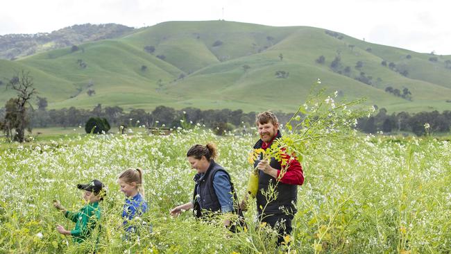 Eric, Hannah, Belinda and Jason in their thriving pasture crop. Picture: Zoe Phillips