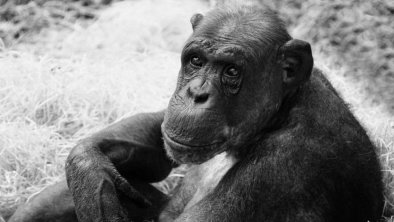 William the chimpanzee has been found dead. Picture: Twycross Zoo