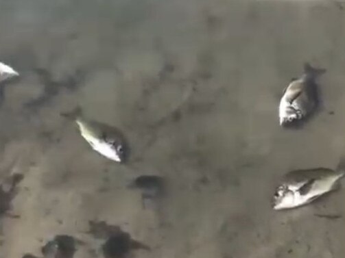 Dead fish in the Dover Rivulet, an hour's drive south of Hobart. Picture: Rebecca Hancock.