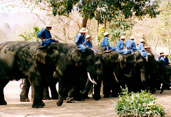 Don't forget the hand brake ... mahouts and their elephants in training at the 'elephant driving school' at the Thai Elephant Conservation Centre. Picture: AP