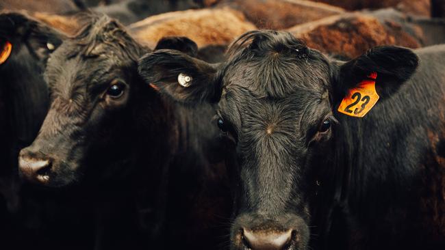 It’s been a big year for cattle prices and the industry. Picture: Chloe Smith