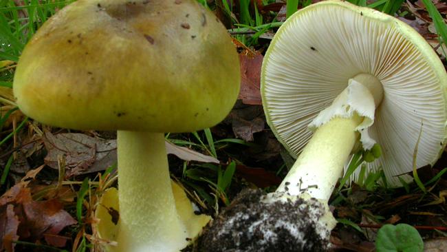 Amanita phalloides death cap mushroom. Distinctive characters are the white gills, the greenish cap, the skirt-like hanging ring on the stem and the sac at the base of the stem.