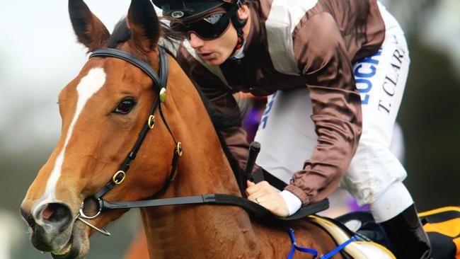 Flamboyant Lass is back on track after missing the Tea Rose Stakes. Picture: Mark Evans