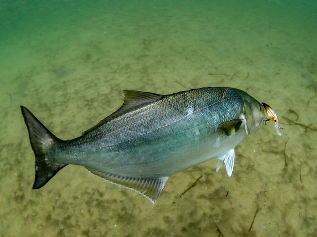 Tailor and other predators will also sneak up into the shallows responding to berley and lures. Picture: Al McGlashan