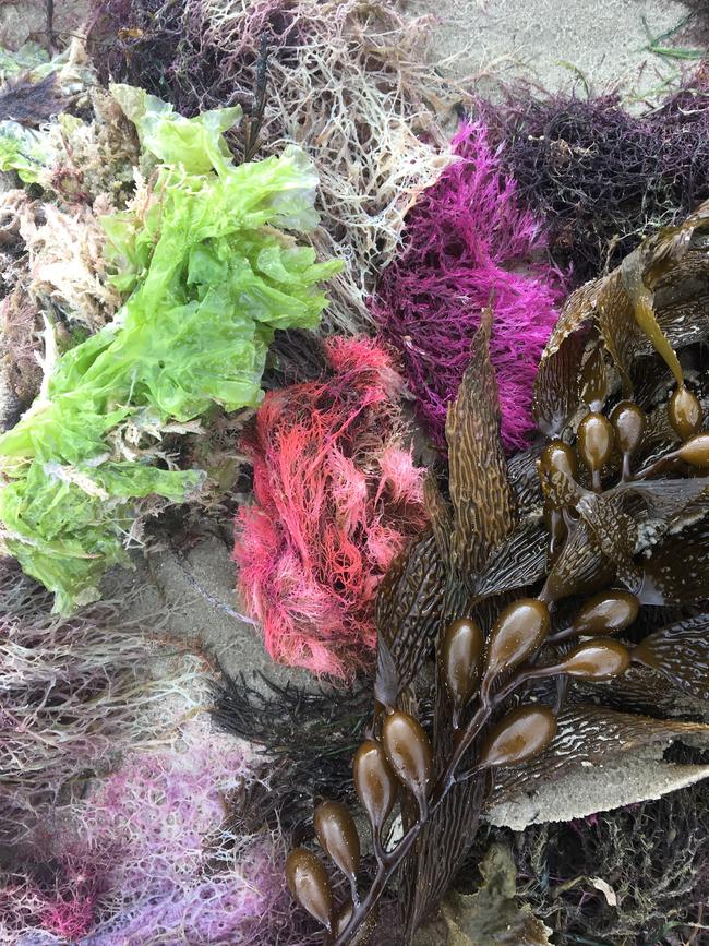 Beauty from an underwater garden.