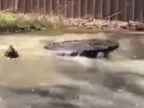 Sewer water has leaked onto a popular walking track in Modbury North, contaminating a nearby creek. Picture: Facebook (Ngarie Kelly)