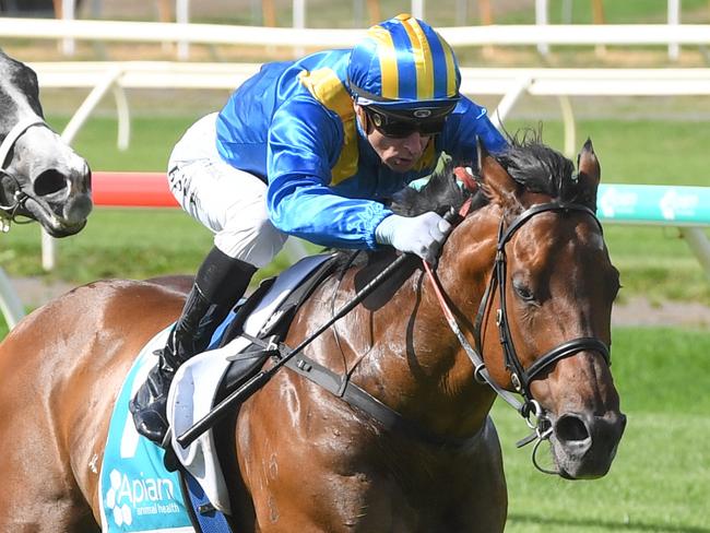 Big Me ridden by Blake Shinn wins the DeAraugo & Lea Electrical Handicap at Bendigo Racecourse on December 03, 2024 in Bendigo, Australia. (Photo by Brett Holburt/Racing Photos)