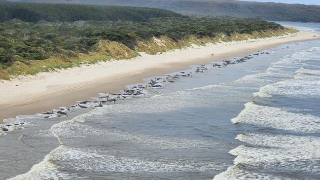 Hundreds of pilot whales have become stranded off Tasmania's west coast – Wednesday, September 21, 2022. Photo: DNRET