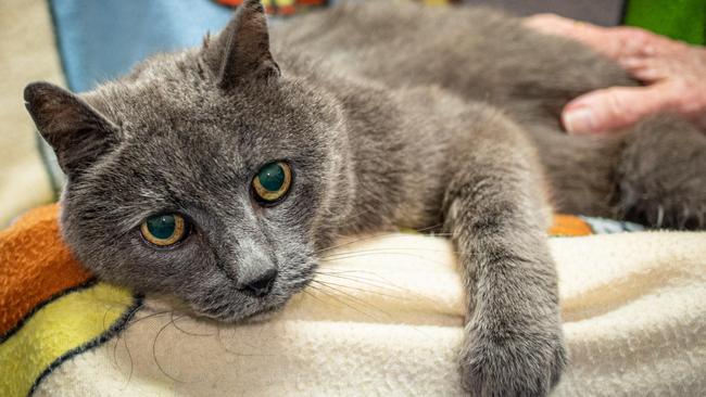 Stitch the dumped cat is now in the care of RSPCA. Picture: Barb Seidel / RSPCA