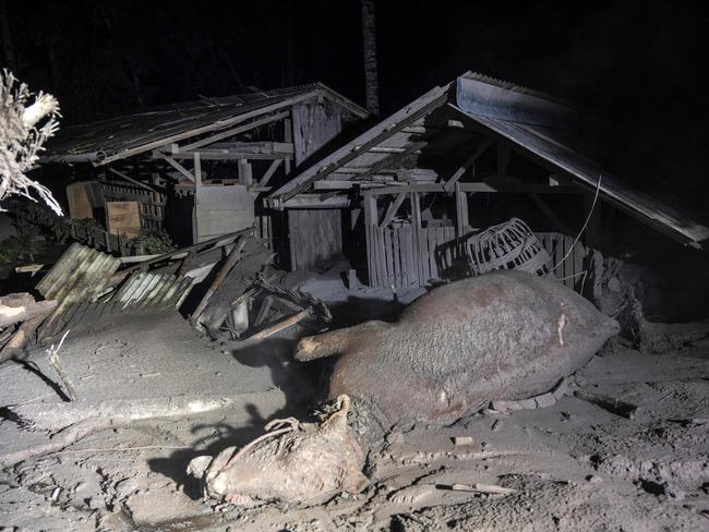 A dead livestock is seen in an area covered with volcanic ashes at Sumber Wuluh village, in Lumajang. Picture: AFP