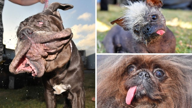 Applications for the 2023 “World’s Ugliest Dog” competition officially went live Saturday. Pictures: AFP