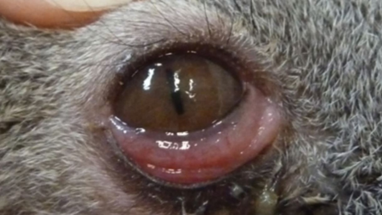 A koala with a mild case of conjunctivitis from chlamydia.