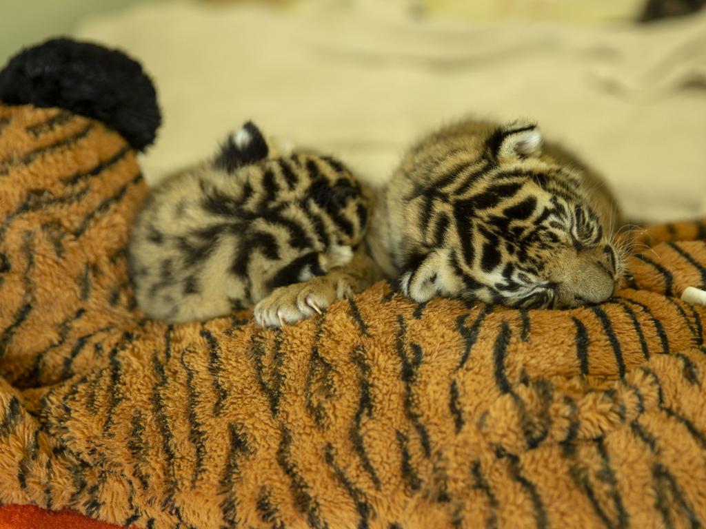 Dreamworld's two tiger cubs, born to Adira at Tiger Island. Picture: Patrick Martin-Vegue, Tiger Island Manager