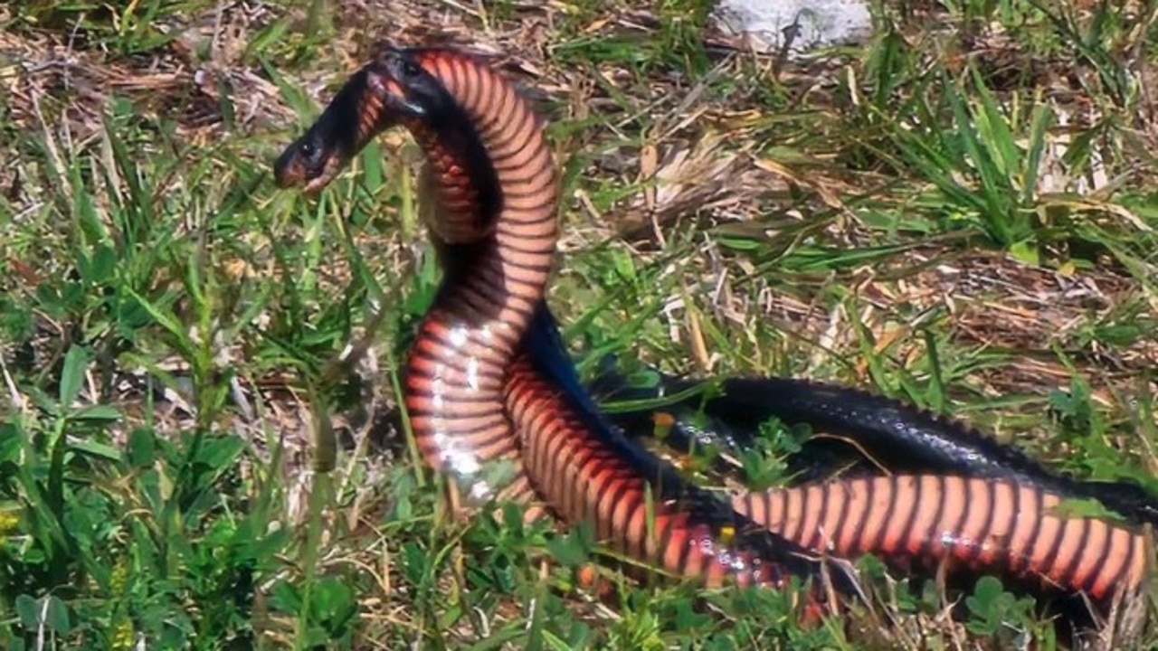 Karin Hocking filmed two red-bellied black snakes earlier this month.