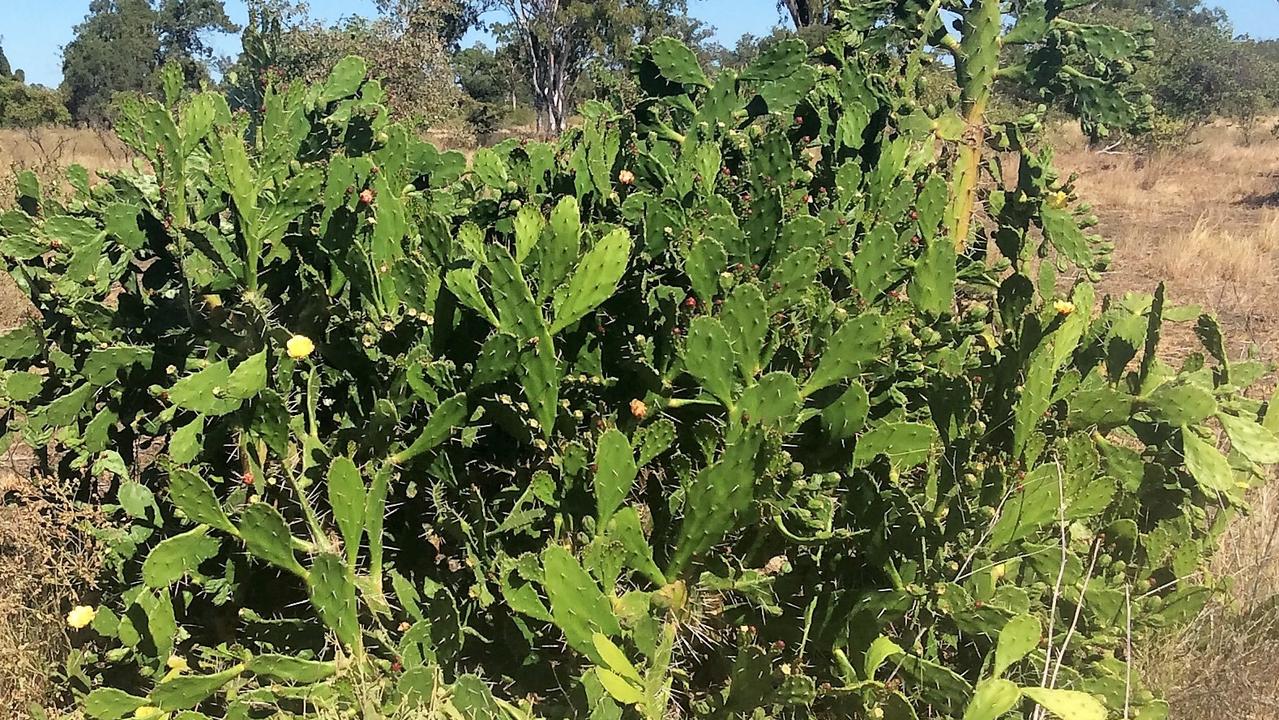 Invasive plant Opuntia monacantha, commonly known as drooping prickly pear.