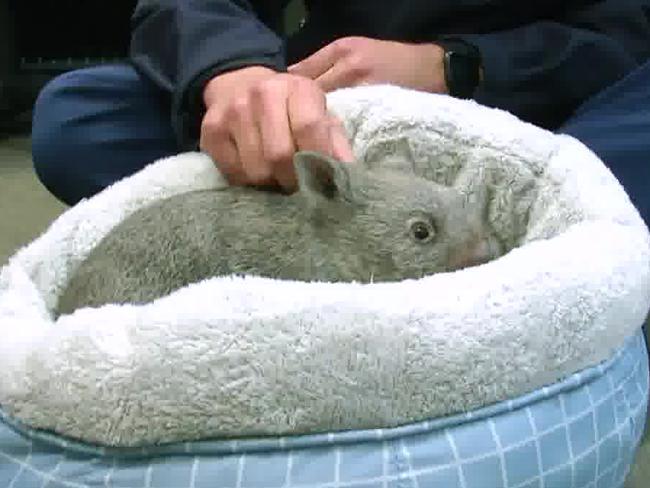 Baby wombat, Ted, the latest furry recruit for Monaro Police District. Picture: NSW Police