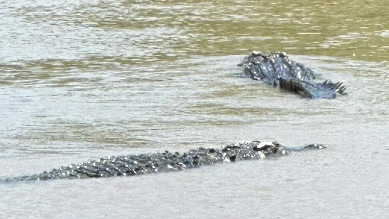 Crocodiles Boofhead and Hunka fight in Proserpine River | The Courier Mail