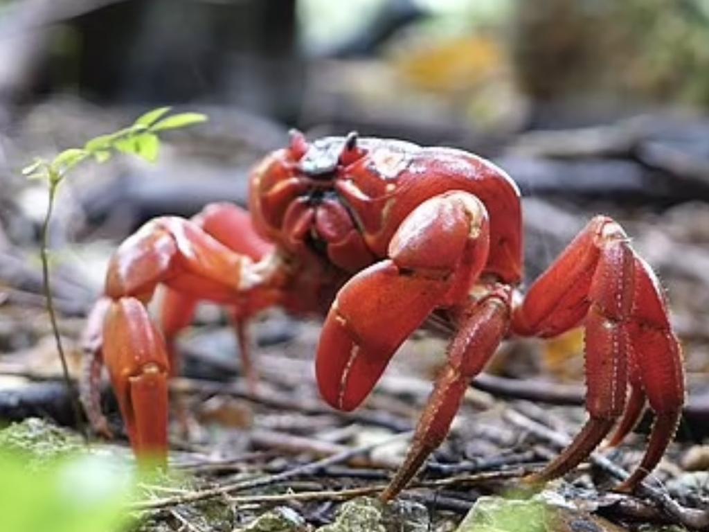 The red crustaceans are making their annual migration for mating season. Source: Parks Australia