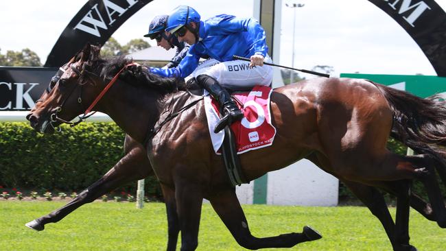 Tamerlane is Ray Thomas’ best bet. Picture: Grant Guy