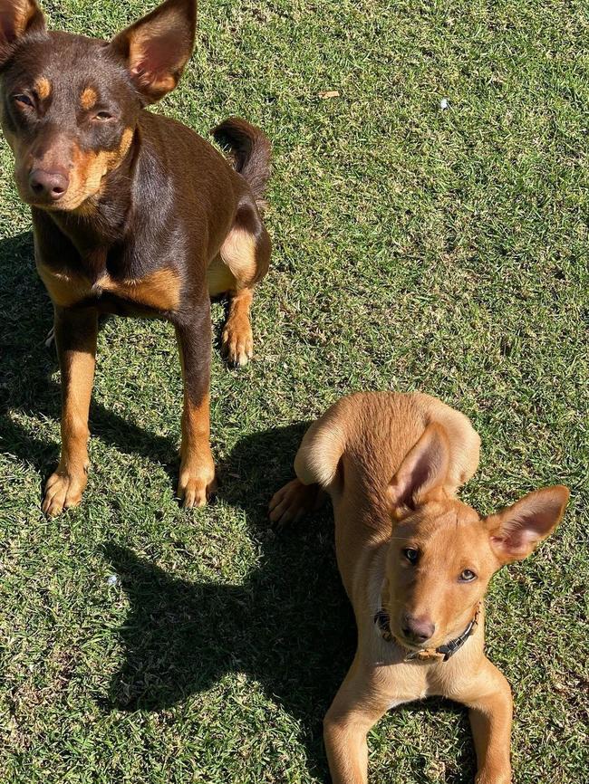 Clint Gutherson’s dogs, Poppy and Otis. Image: Instagram