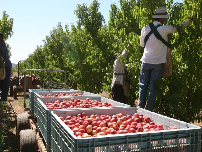 Workers pick white flesh nectarines near Swan Hill.