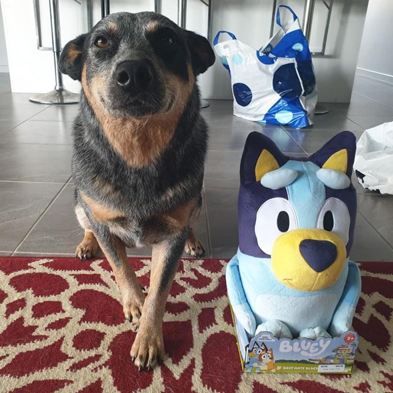 Our girl Gypsy with Bluey. Picture: Tim Kelly