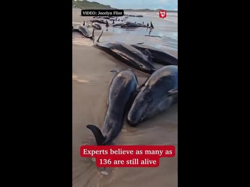 Whales stranding