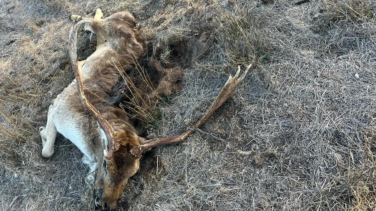 SA deer hunters release video, call helicopter deer cull inhumane | The  Advertiser