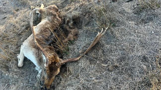 A dead deer left in the field hunters claimed was killed in the cull. Picture: Jake Nicholson (instagram @jake_nicholson9)