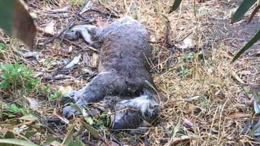 Koalas were slaughtered and bulldozed into waste piles by loggers in Victoria at the weekend, an Australian Young Greens facebook says. Picture: Facebook